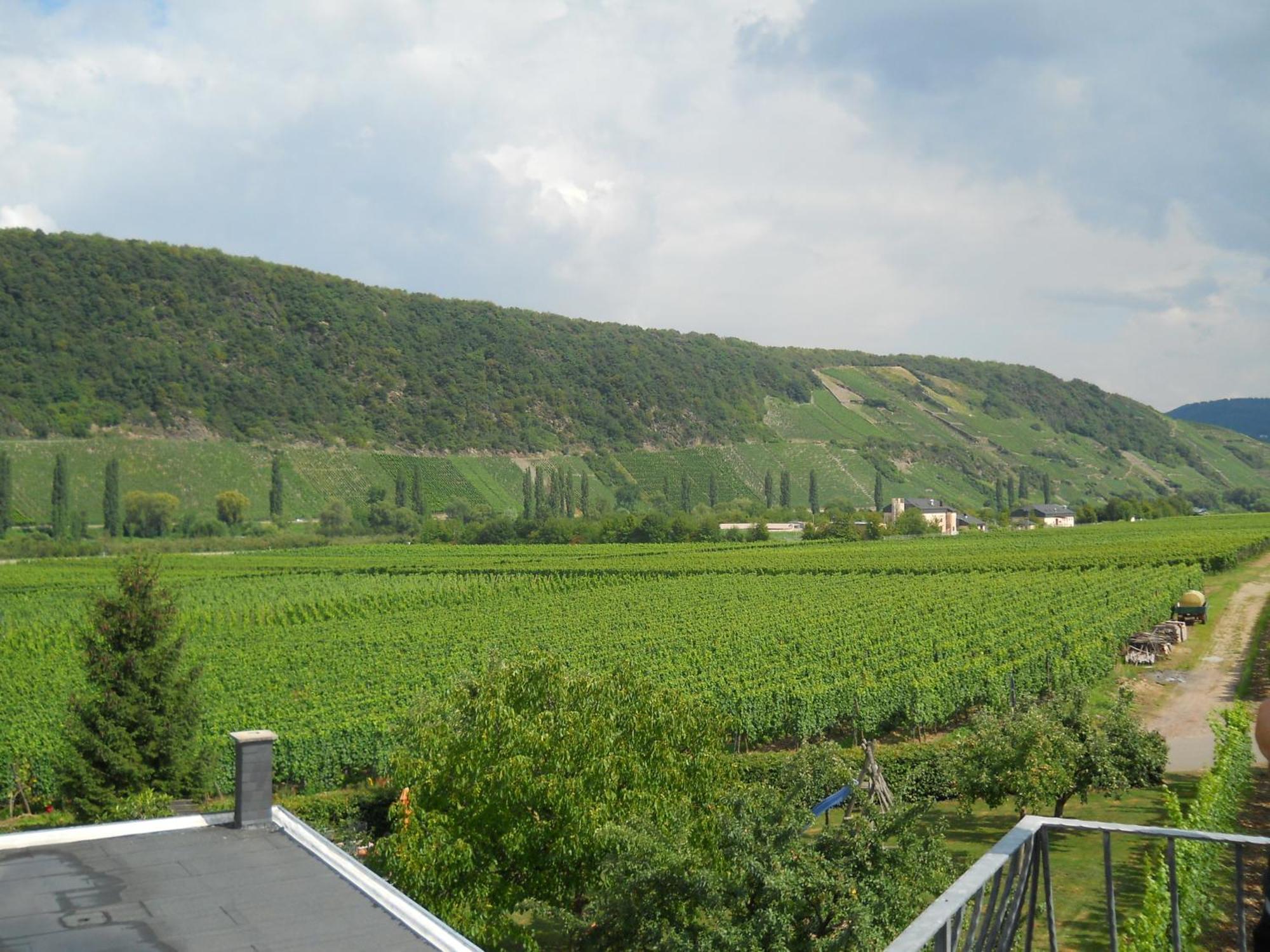 Ferienweingut Winnebeck Köwerich Quarto foto